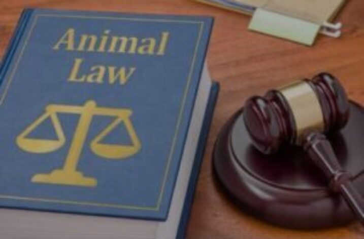 Protecția animalelor din punct de vedere juridic. Decizia 98/2022