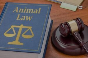 Protecția animalelor din punct de vedere juridic. Decizia 98/2022